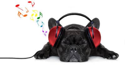 A dog is listening to some music