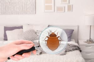 A hotel bed with a magnifying glass showing a bed bug