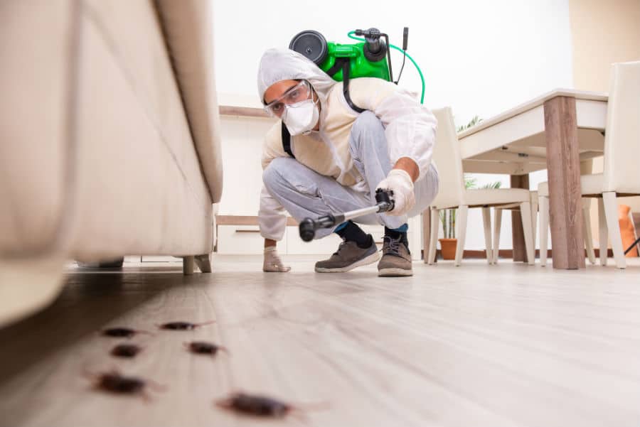 A man spraying bugs from under a couch